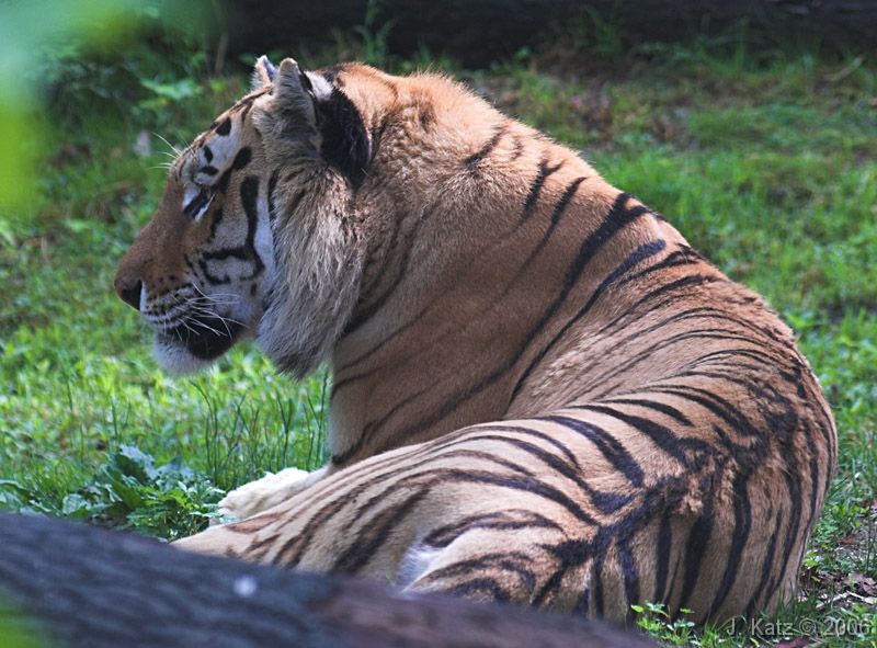 Lazy Tiger 